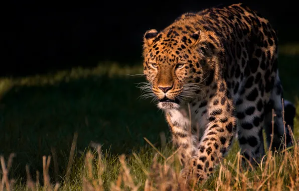 Picture grass, look, light, the dark background, leopard, walk, sneaks