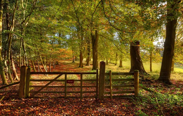 The fence, Trees, Forest