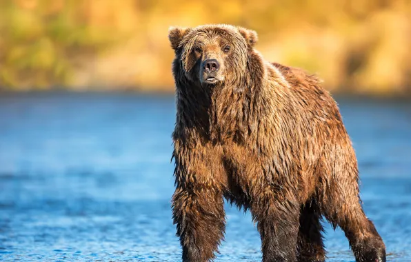 Picture light, shore, bear, bear, walk, pond, brown