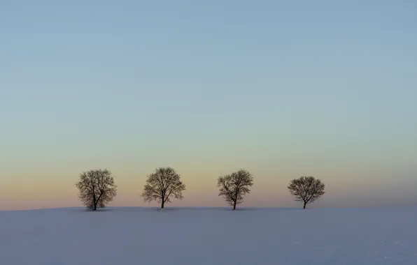 Winter, field, snow, trees, landscape