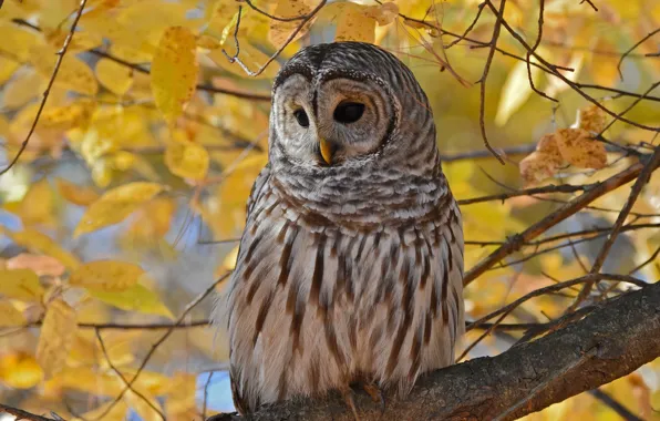 Autumn, leaves, branches, yellow, owl, bird, foliage, owl