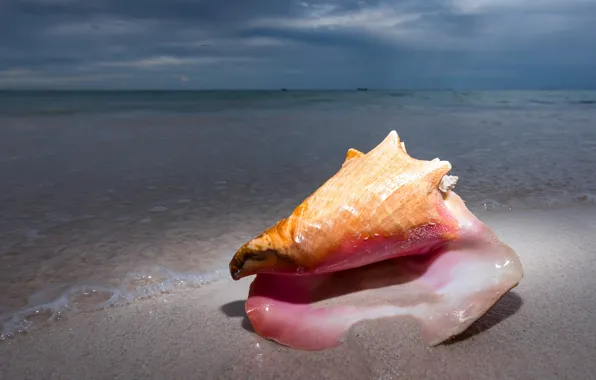 Sand, the ocean, shell