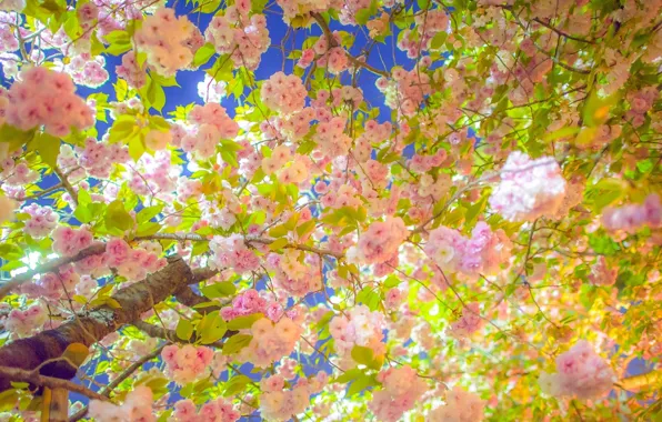 Branches, cherry, tree, spring, Sakura, flowering