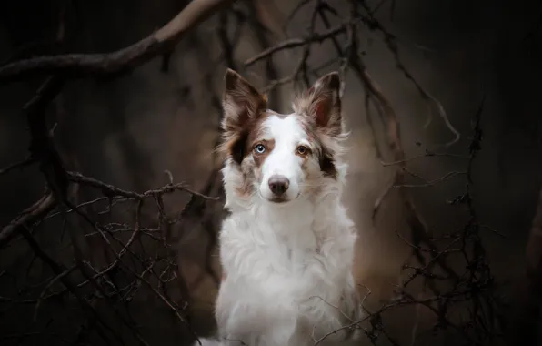 Look, each, dog