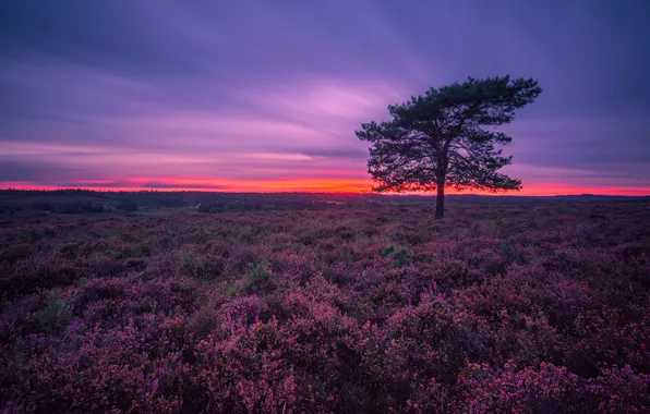 Field, the sky, sunset, flowers, the evening, twilight, pine, lilac
