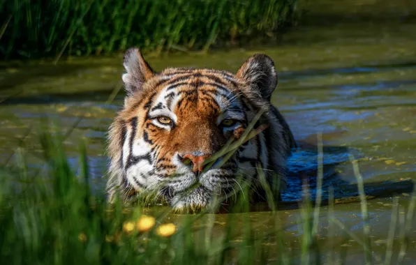 Picture grass, look, face, light, nature, tiger, portrait, bathing