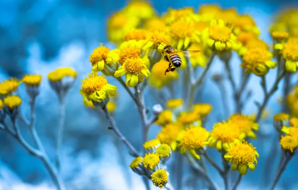 Picture macro, flowers, bee, spring, yellow, garden