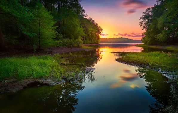 Picture greens, forest, summer, grass, sunset, shore, pond