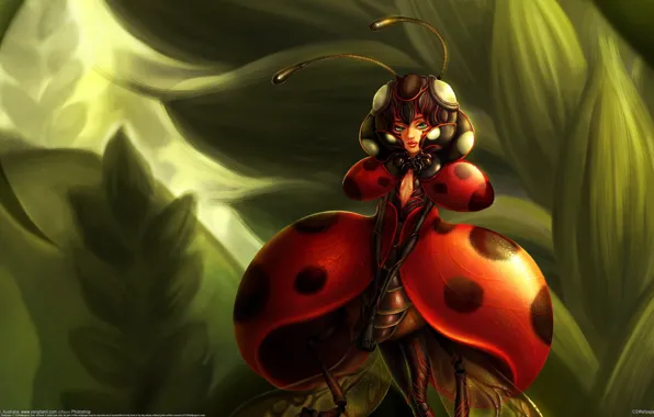 Picture ladybug, being, insect, Yangtian Li