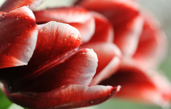 Picture flower, drops, red, Bud