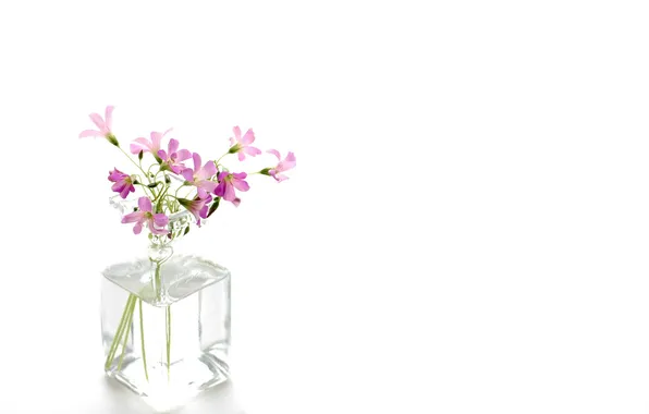 Light, flowers, background