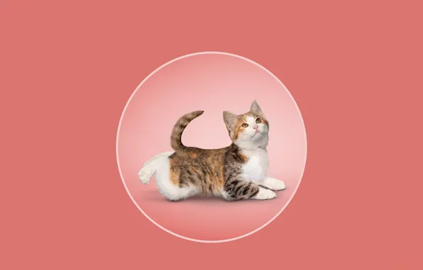 Round, yoga, kitty, pink background