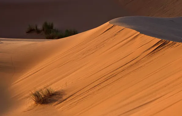 Picture vegetation, desert, dunes