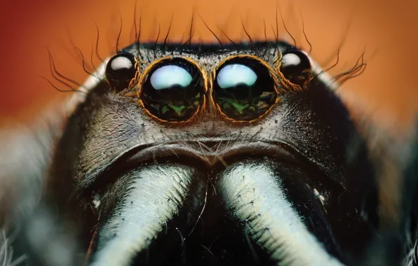 Spider, eyes, macro, animal, Bagheera, spider Central America, Bagheera Kiplingi