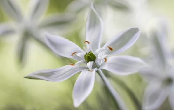 Flowers, plant, petals, stamens