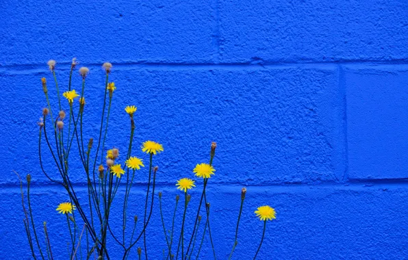 Picture flowers, wall, color