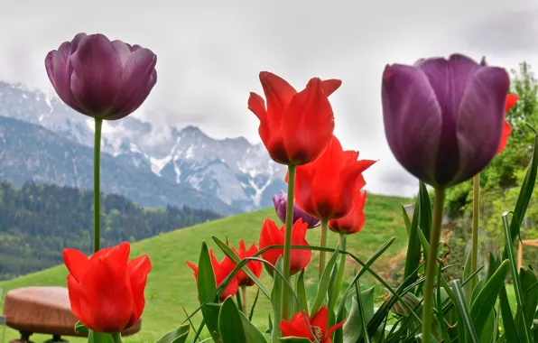 Flowers, lake, tulips, Alps, Montreux