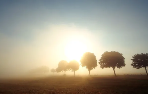 Picture field, the sun, trees, fog