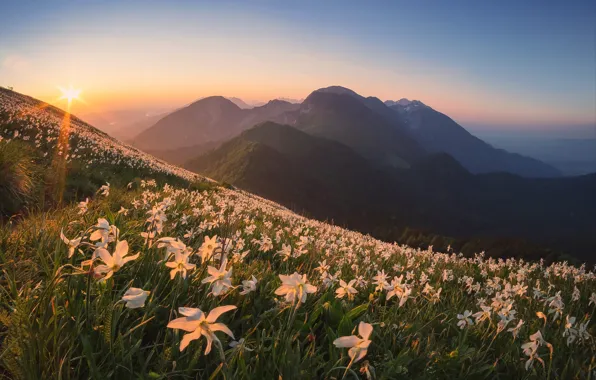 Picture field, the sky, the sun, clouds, rays, light, flowers, mountains