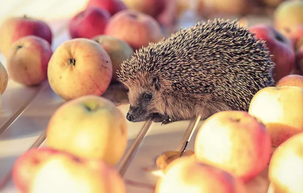 Picture needles, apples, hedgehog, animal