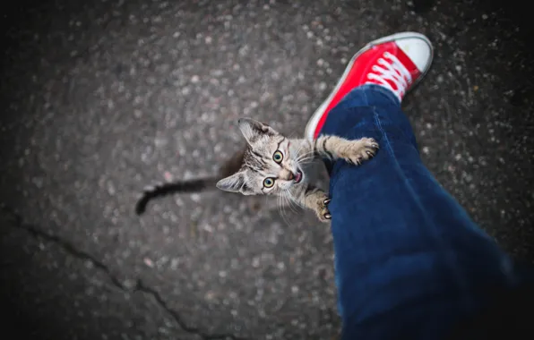 Cat, look, pose, kitty, people, leg, face