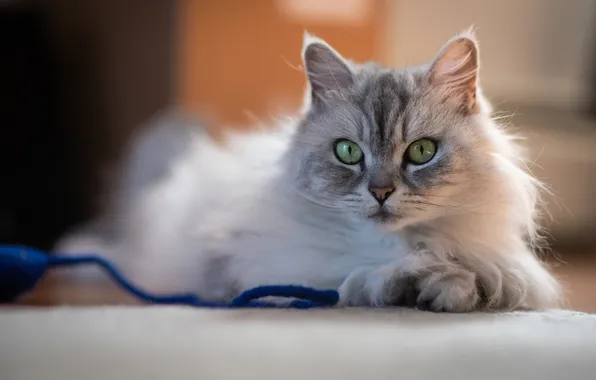 Cat, cat, look, pose, grey, fluffy, lies, lace