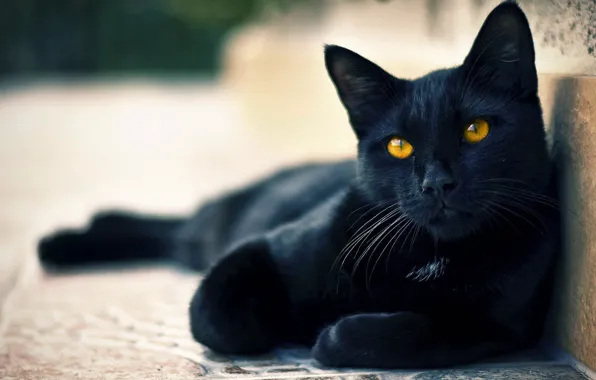 Eyes, cat, mood, black, cute, cat, beautiful, tail