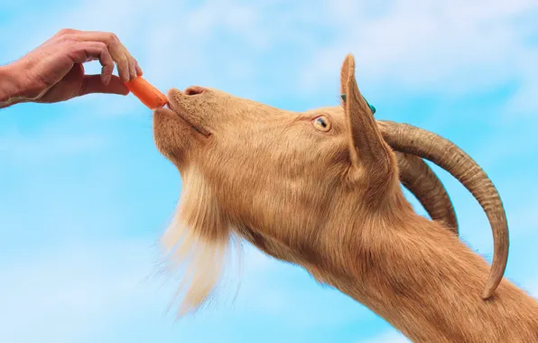 The sky, face, hand, goat, food, carrots, goat, blue background