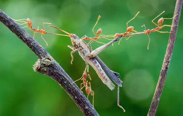 Picture macro, insects, ants, attack, grasshopper, hunting, mining