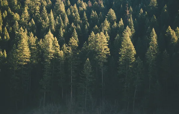 Picture forest, trees, green