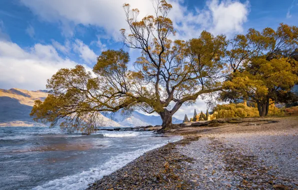 Trees, lake, New Zealand, New Zealand