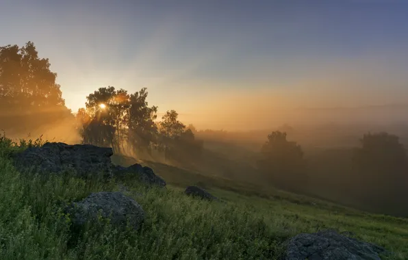 Picture field, summer, the sky, grass, rays, light, trees, landscape