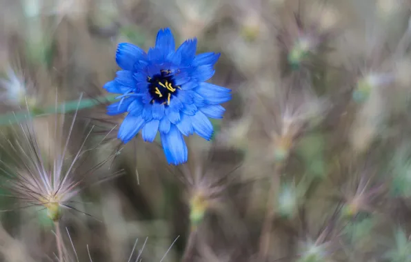 Field, flower, grass, flowers, blue, cornflower