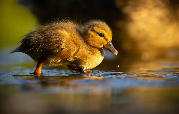 Picture water, nature, duck, chick, bokeh