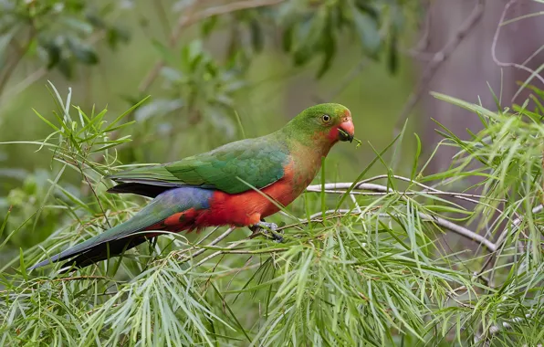 Picture leaves, branches, green, bird, parrot, meal