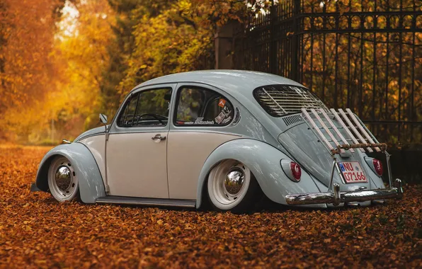 Volkswagen Beetle, Volkswagen Beetle, Volkswagen New Beetle