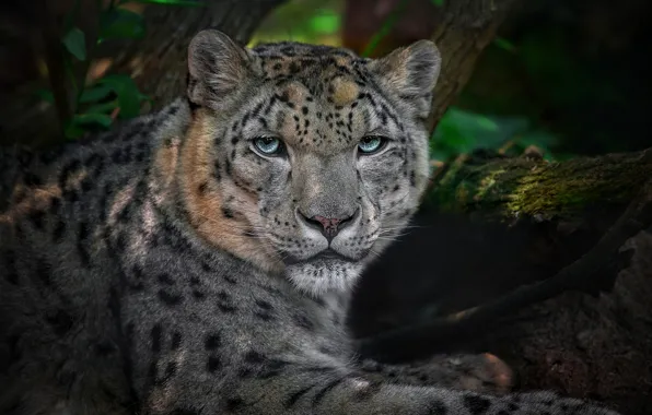 Picture look, face, nature, portrait, lies, IRBIS, snow leopard, log