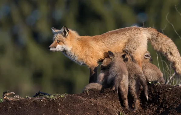 Animals, children, background, earth, Fox, wildlife, Fox, bokeh