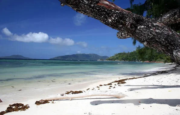 Sand, beach, the ocean, focus, trunk