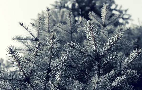 Macro, trees, needles, branches, nature, spruce, nature