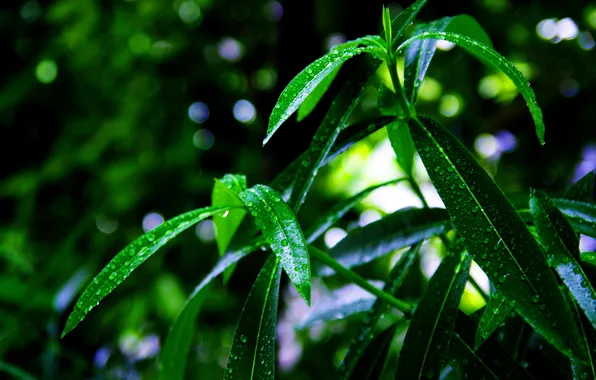 Picture leaves, drops, green, plant