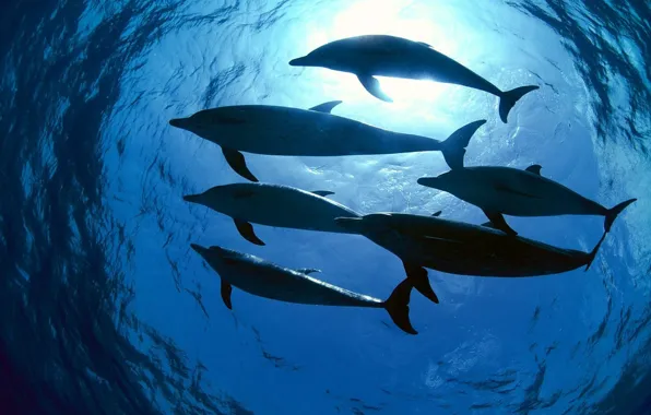 Water, light, the ocean, pack, dolphins