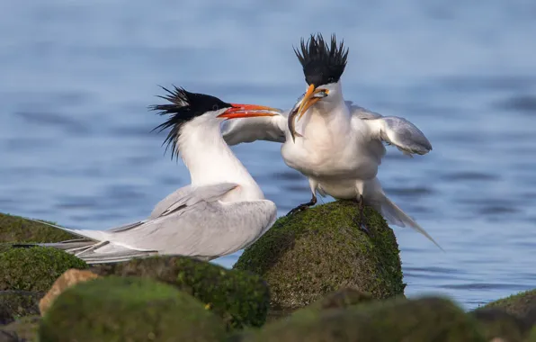 Picture stones, elegant tern, beak, bird