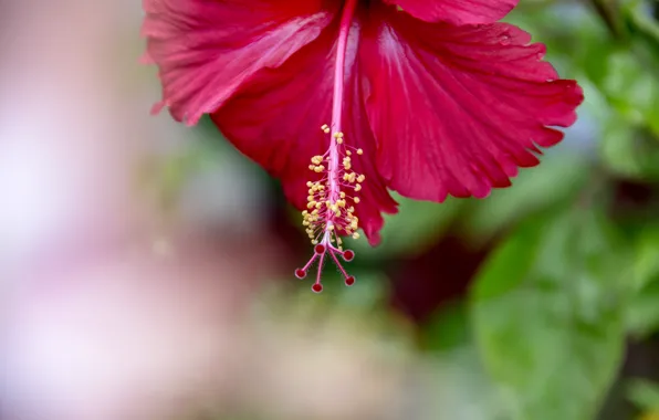 Flowers, sri lanka, thanu, ragul, thanujan, thanujan thanabalasingam, thanujan_t, thanujan13
