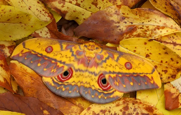 Leaves, nature, Ghana, Emperor moth, Saturnia, ocular, Mole National Park