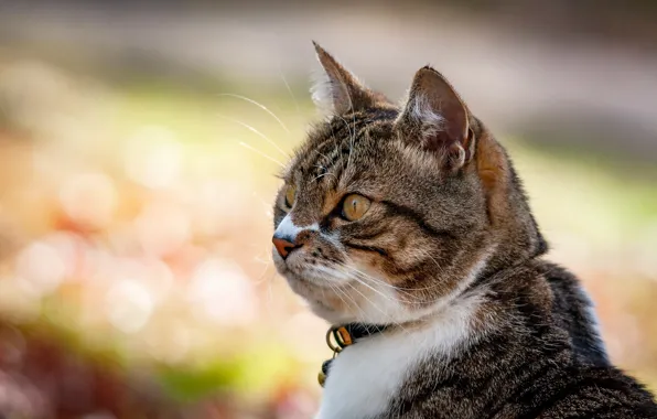 Picture cat, look, background, portrait, muzzle, cat