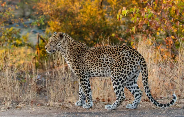 Nature, foliage, leopard