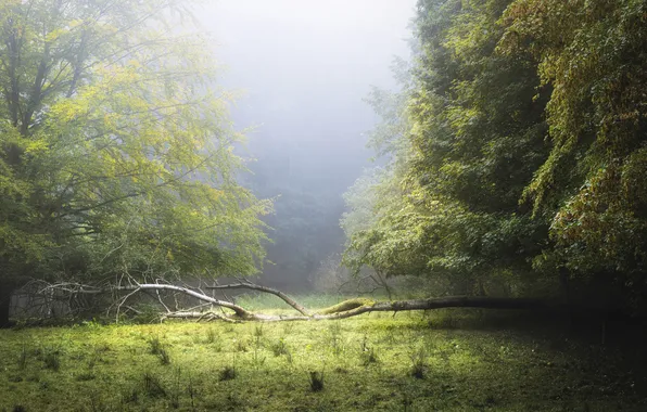 Forest, trees, branches, fog, glade, deadwood