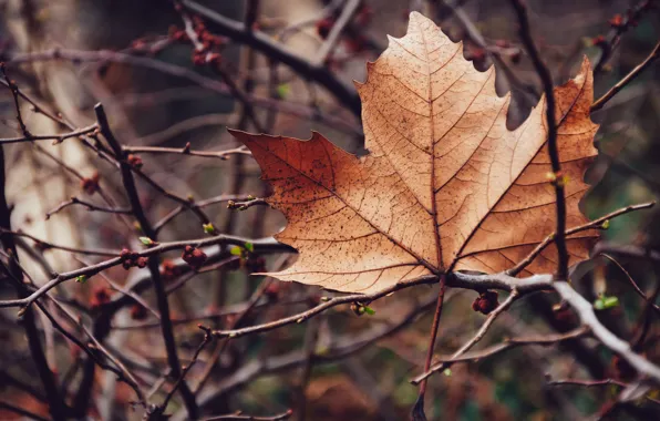 Autumn, branches, leaf, bokeh, maple, autumn leaf
