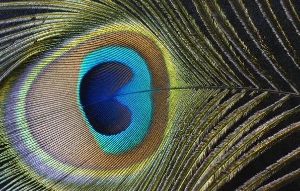 Color, pen, peacock